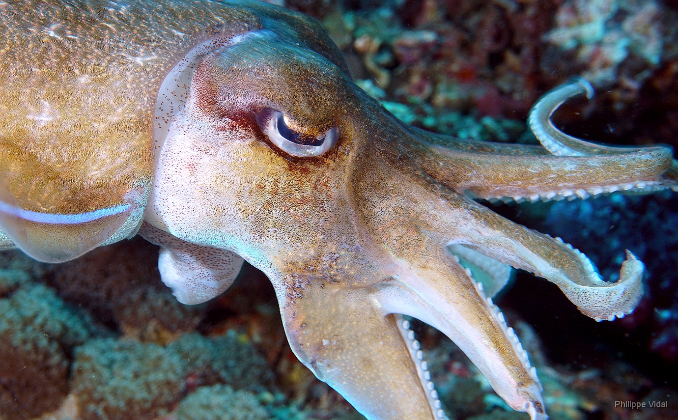 Birmanie - Mergui - 2018 - DSC03218 - Broadclub cuttlefish - Seiche - Sepia latimanus.jpg